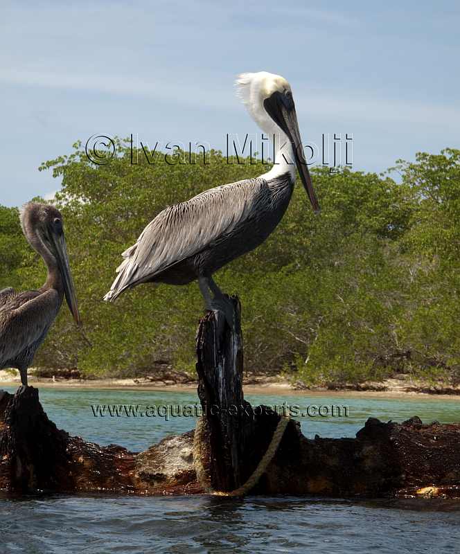 aves marinas de venezuela